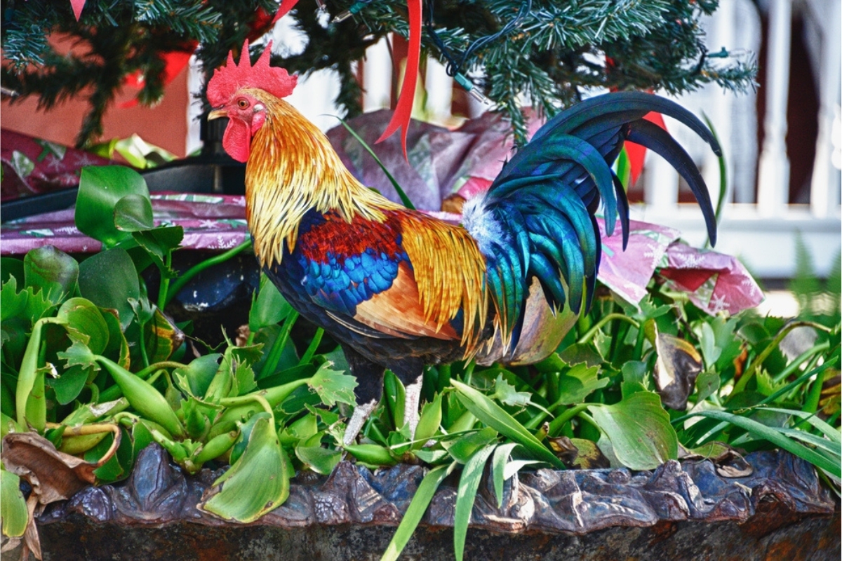 One of Key West's free-range roaming roosters, colored bright blue, gold, and orange, sitting in a planter filled with greenery