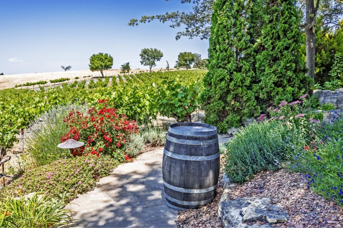 Lush vineyard in Paso Robles, with a small curving stone path, lined with red flowers, blue flowers, green plants, and rosemary. There's a wooden barrel on the right side of the path, as well as green trees to the side and in the distance, and clear blue sky above.