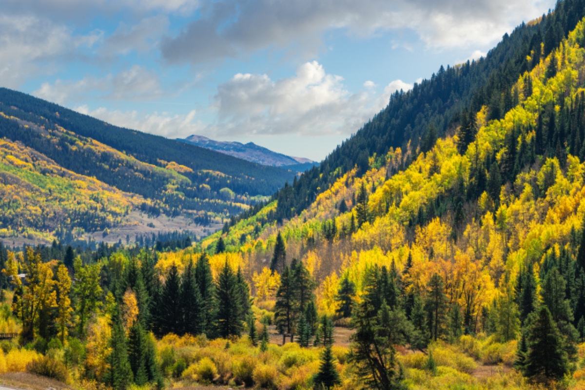 Tree-covered mountains and valley in Vail, Colorado in autumn. The foliage is green, yellow, and gold with blue sky and white clouds overhead.