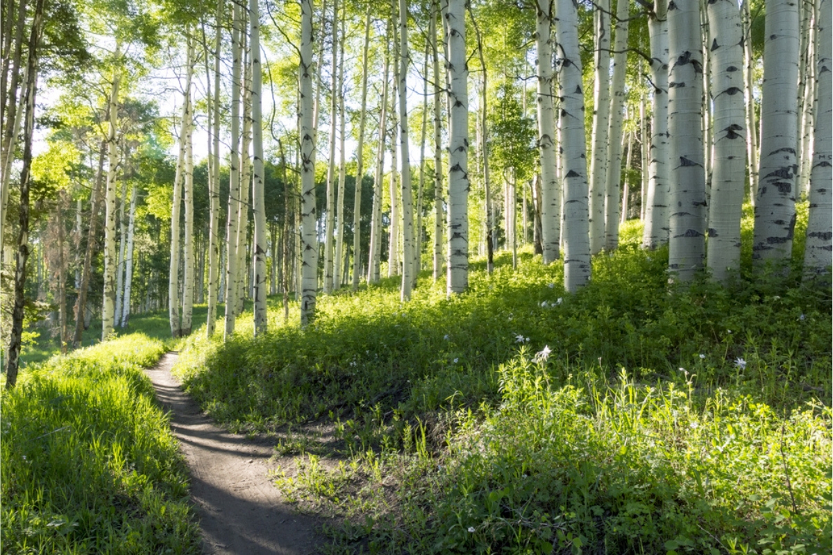 Narrow trail though green grass, white wildflowers, and a forest of white-trunk aspen trees. Sunlight shines down through the leaves.