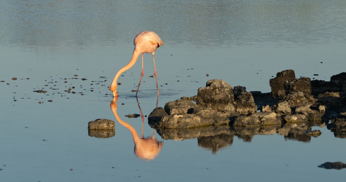 Pink flamingo standing with beak in water behind a small outcropping of rocks, with a clear reflection in the water